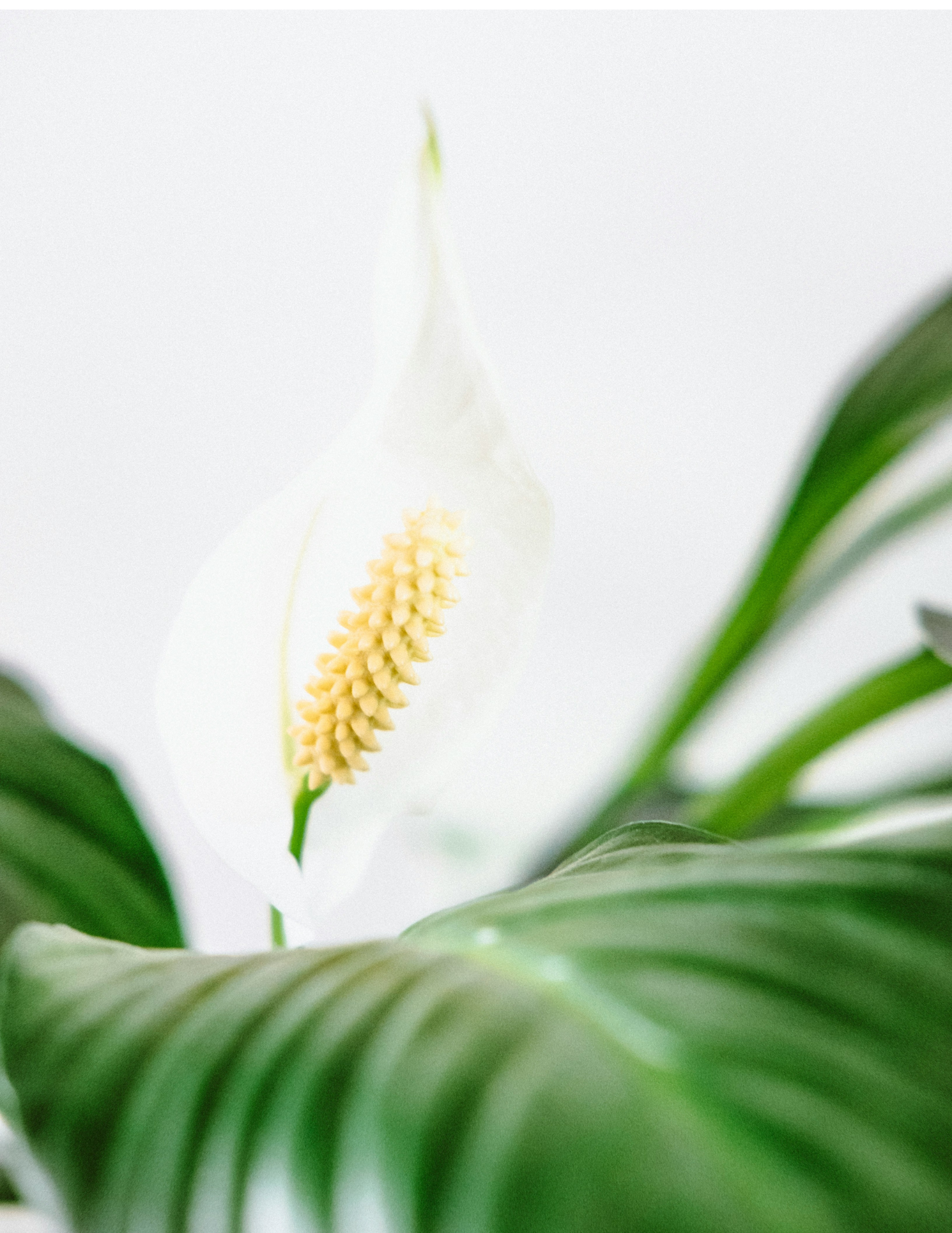 Peace Lily