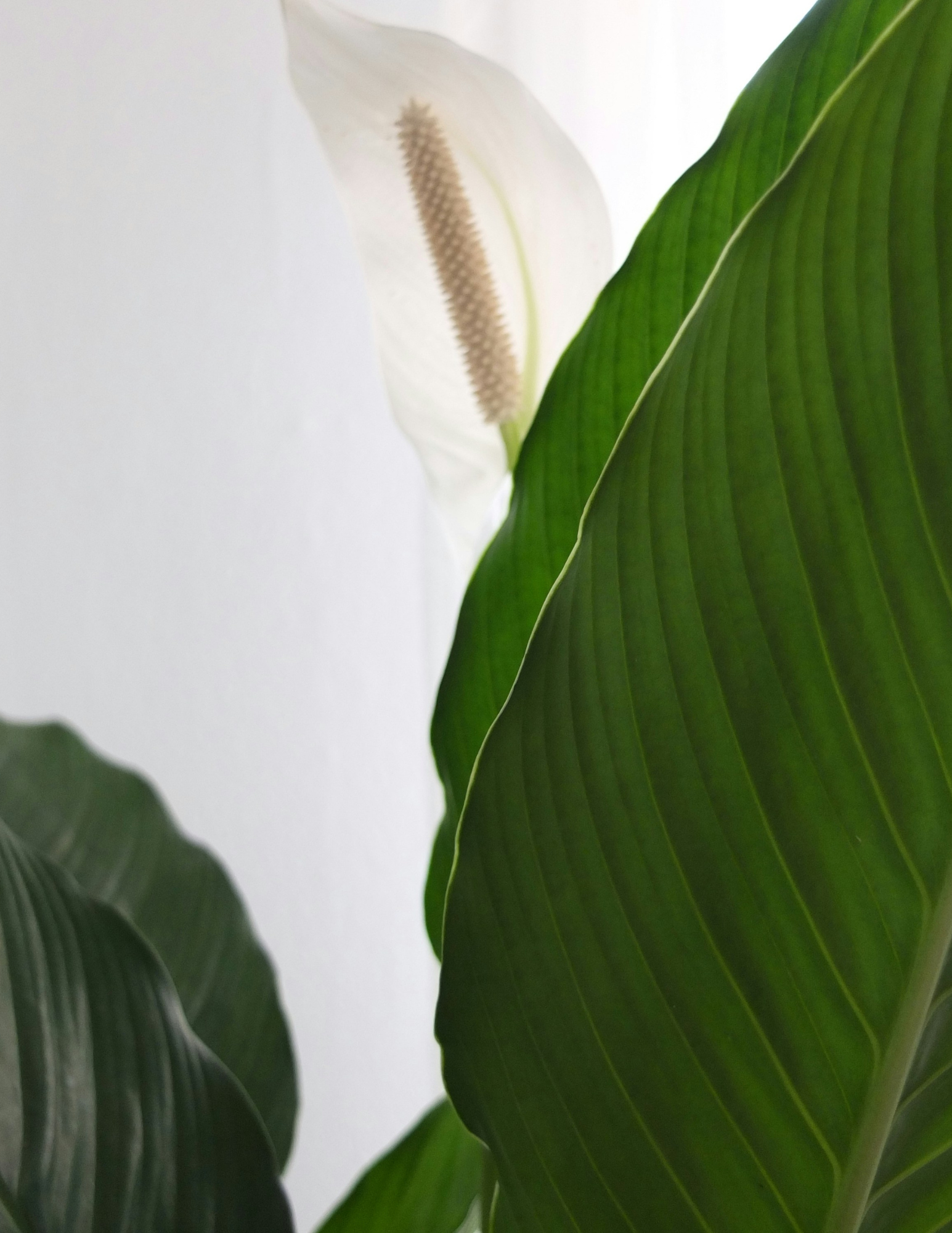 Peace Lily