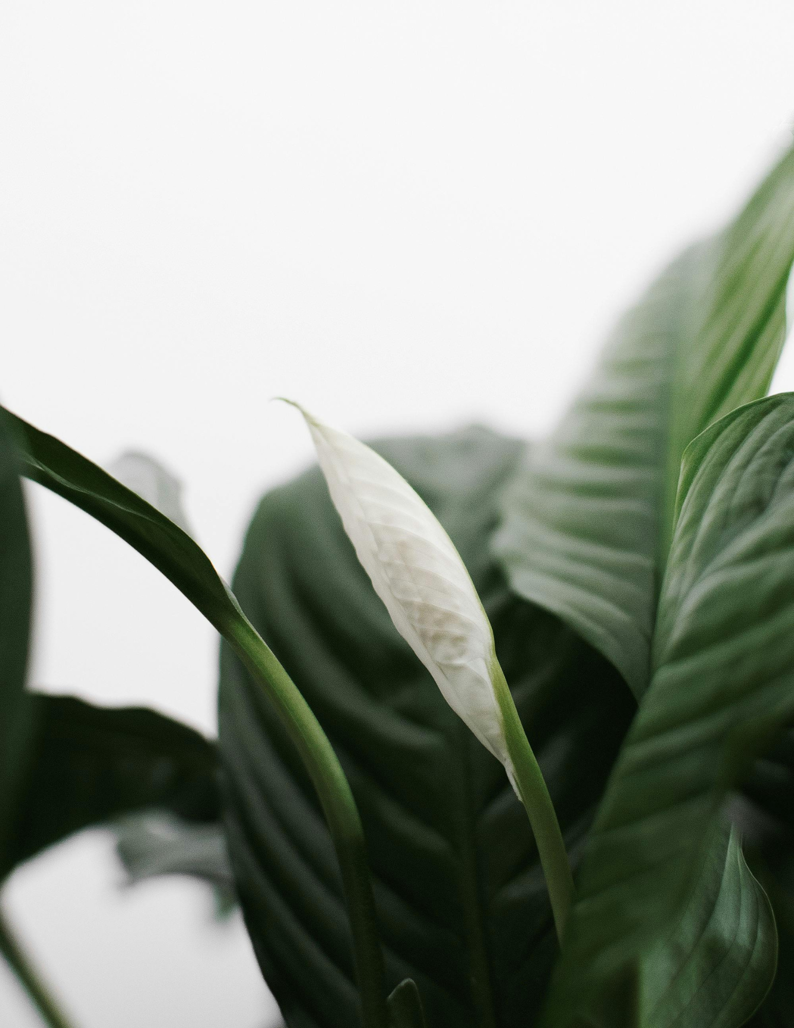 Plantify
