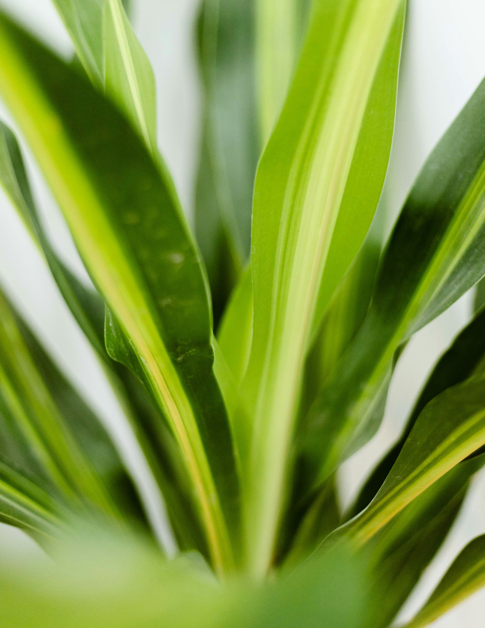 Snake Plant