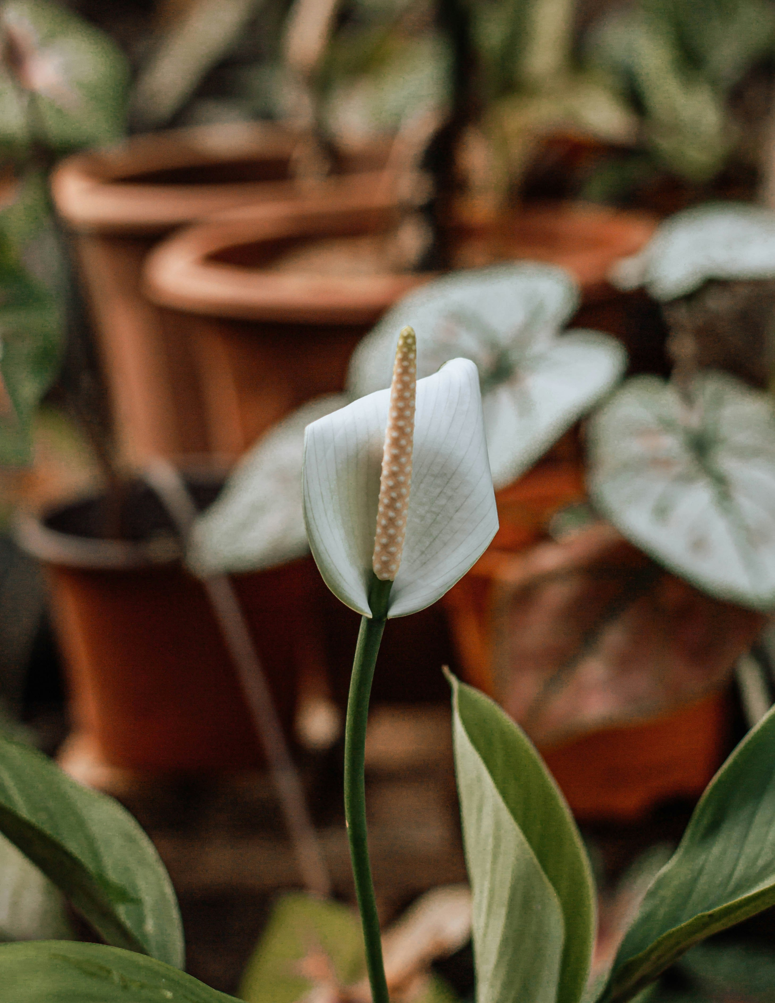 Peace Lily