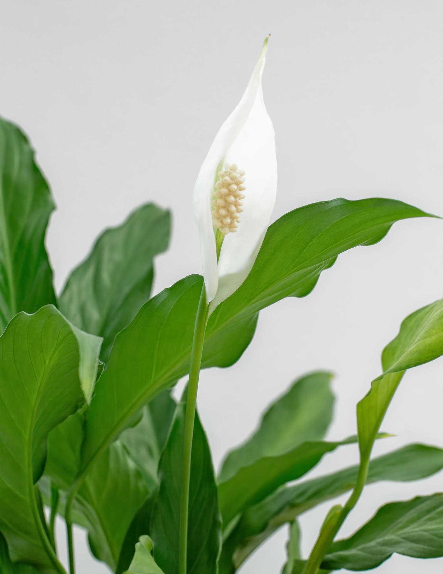 Peace Lily