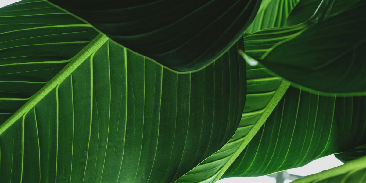 Plantify