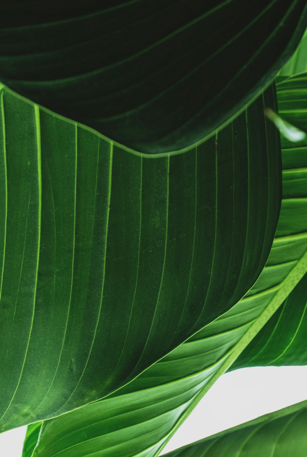 Plantify